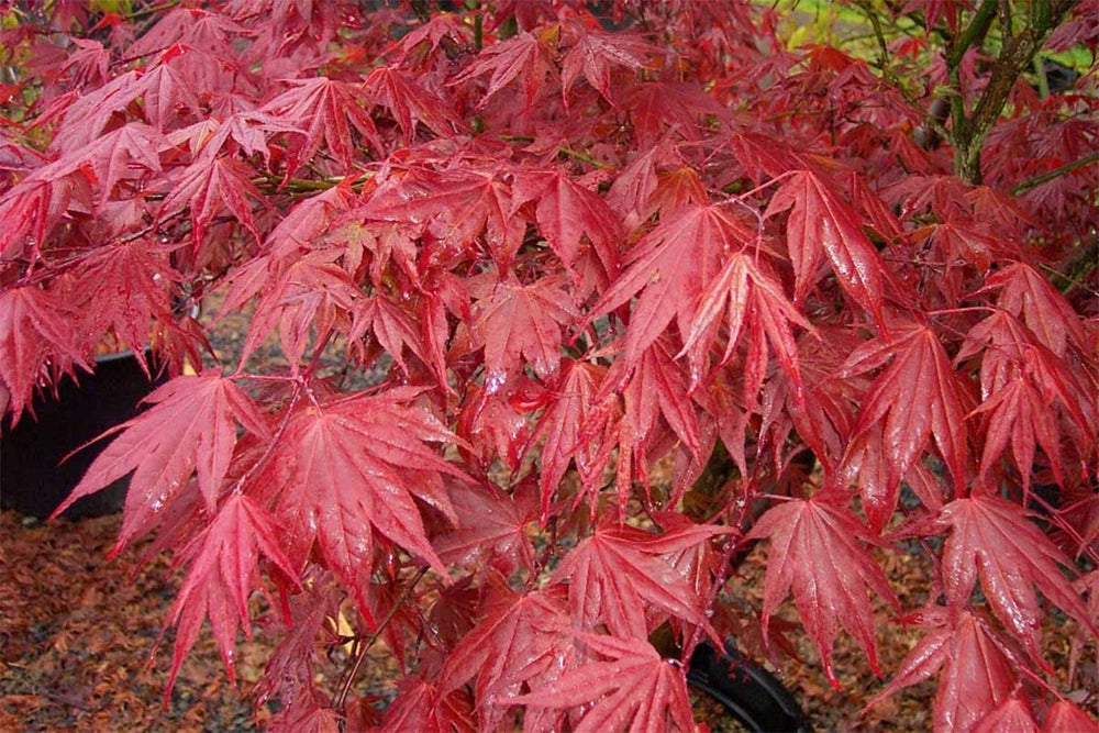 
                  
                    Acer 'Yezo-nishiki'
                  
                