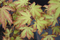 
                  
                    Acer 'Anne Irene
                  
                
