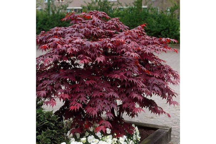 Acer palm. 'Atropurpureum'