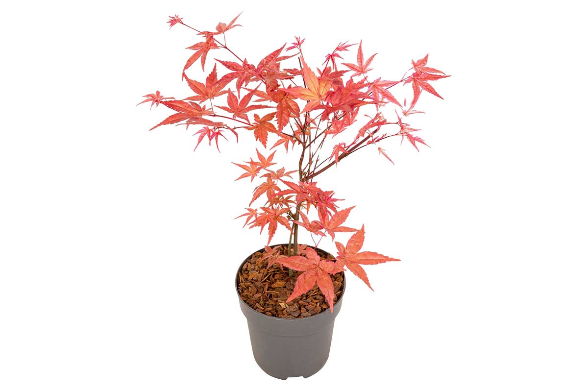 Acer 'Beni Maiko'® 13cm