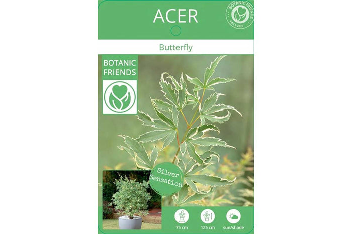 Acer 'Butterfly'®