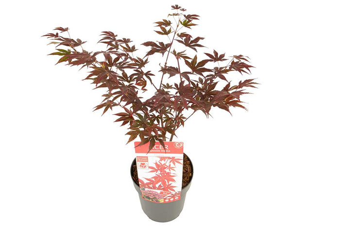 Acer 'Fireglow'® 19cm