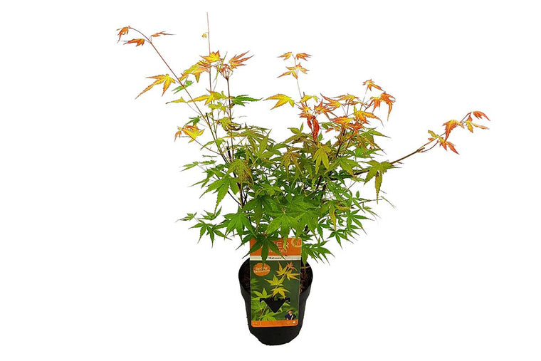 Acer 'Katsura'® 13cm