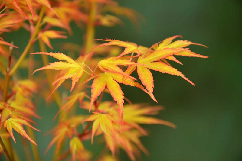 Acer palm. 'Katsura'