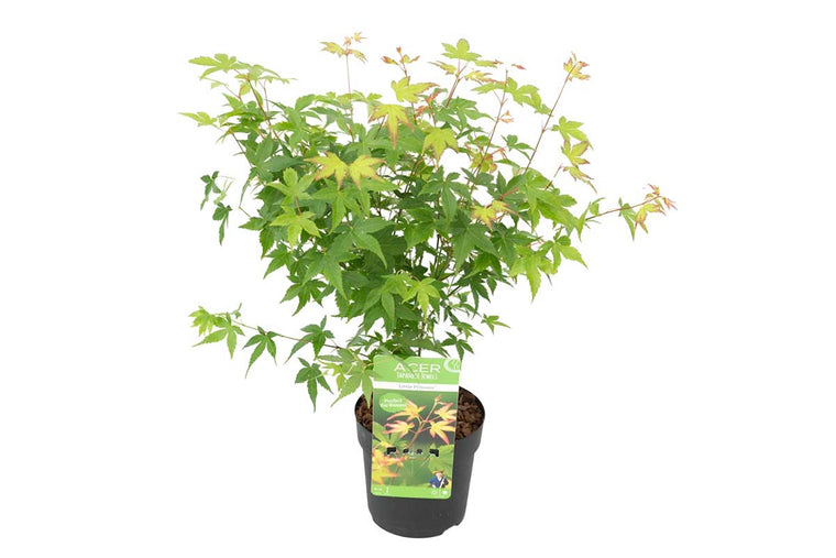 Acer 'little princess'® 13cm