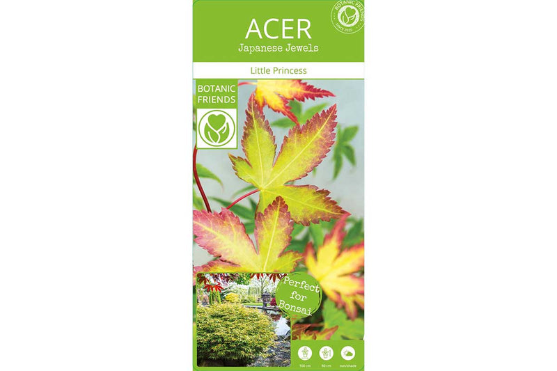 Acer 'little princess'® 13cm