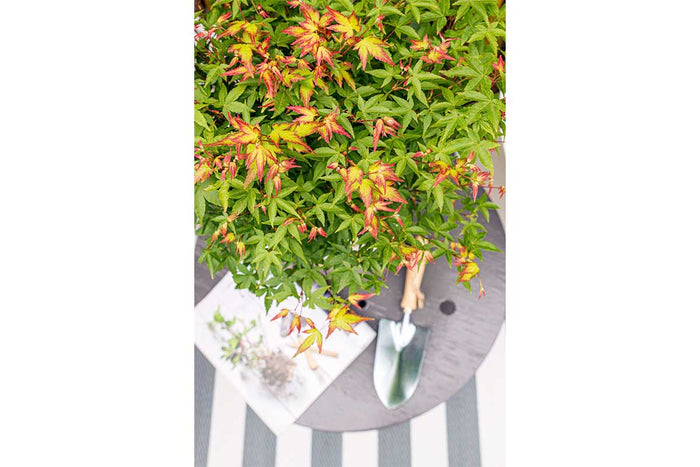 Acer 'little princess'® 13cm