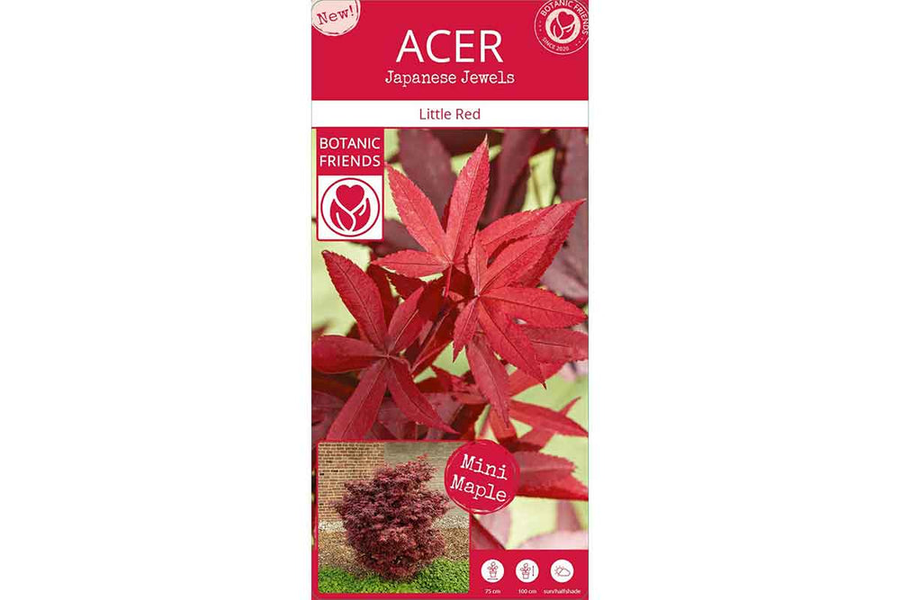 
                  
                    Acer 'Little Red'®
                  
                