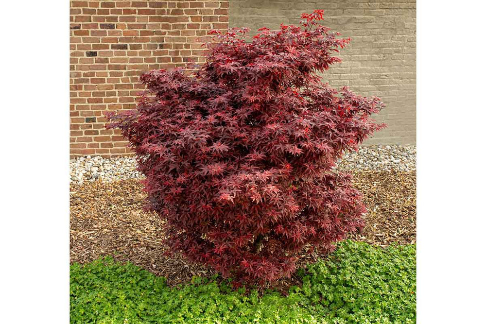 
                  
                    Acer 'Little Red'®
                  
                