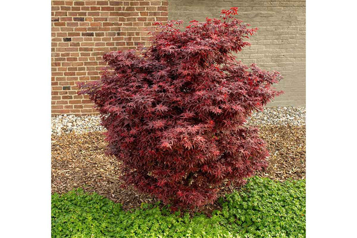 Acer 'Little Red'®