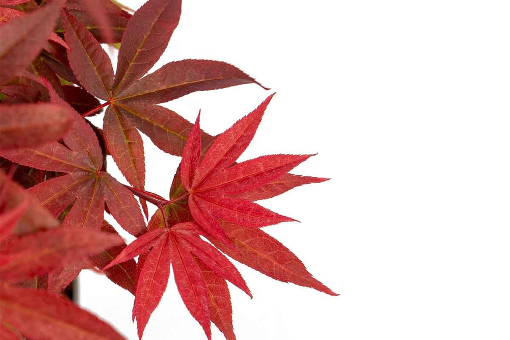 
                  
                    Acer 'Little Red'®
                  
                