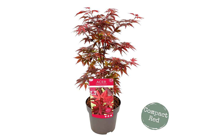 Acer 'Little Red'® 19cm