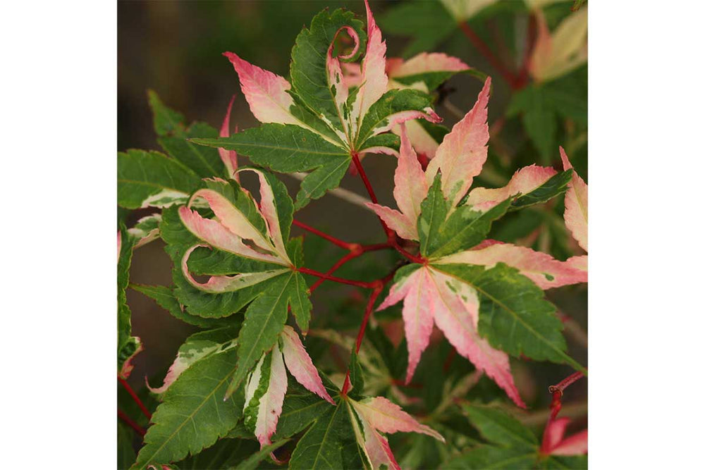 
                  
                    Acer palmatum 'Asahi zuru'
                  
                