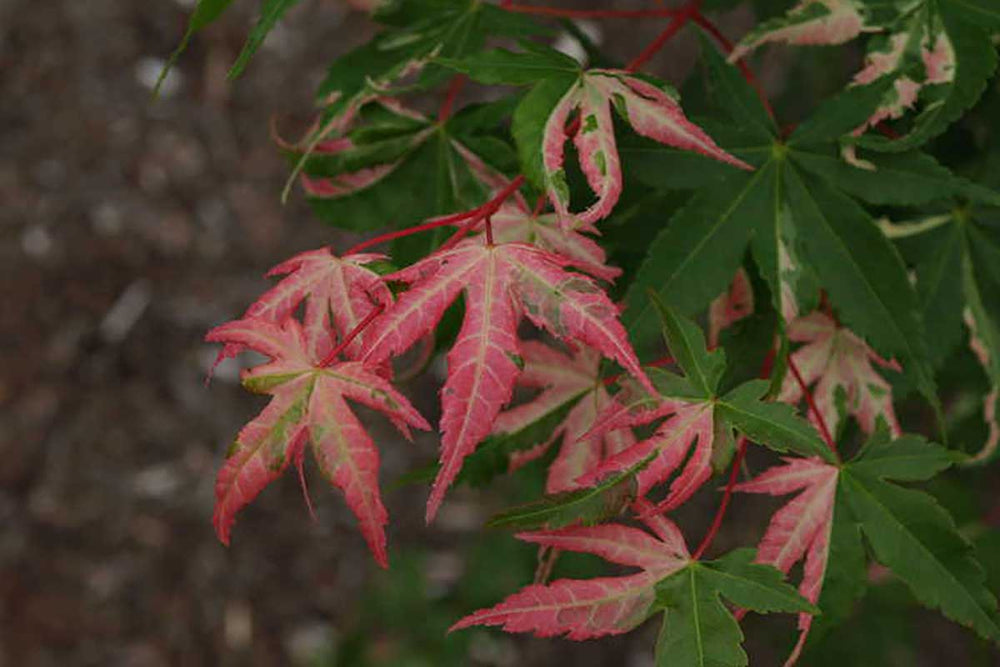 
                  
                    Acer palmatum 'Asahi zuru'
                  
                