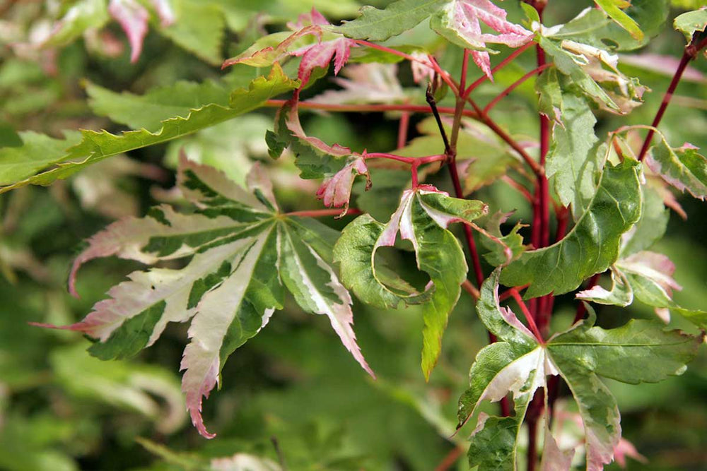 
                  
                    Acer palmatum 'Asahi zuru'
                  
                