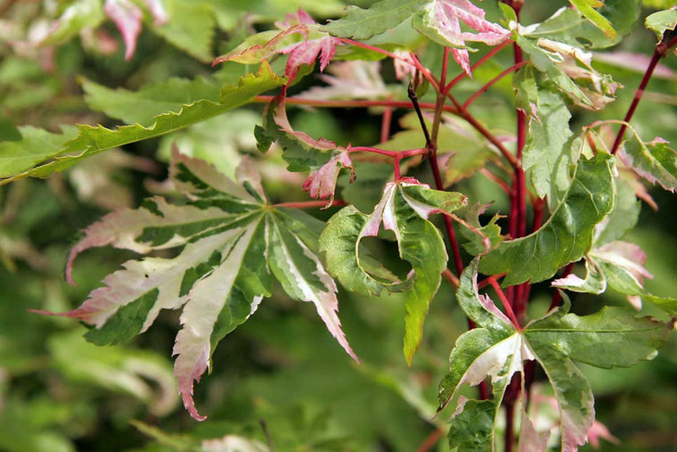 Acer palmatum 'Asahi zuru'