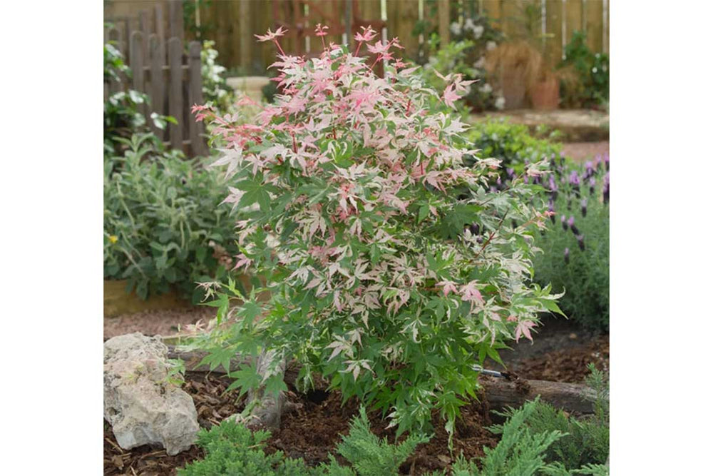 
                  
                    Acer palmatum 'Asahi zuru'
                  
                