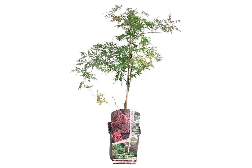 
                  
                    Acer 'Orangeola'
                  
                