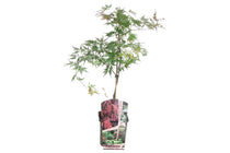 
                  
                    Acer 'Orangeola'
                  
                