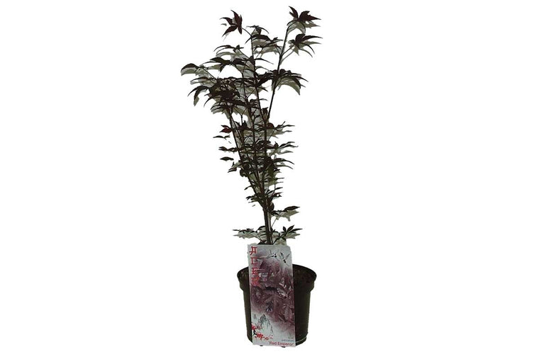 Acer 'Red Emperor'® 19cm