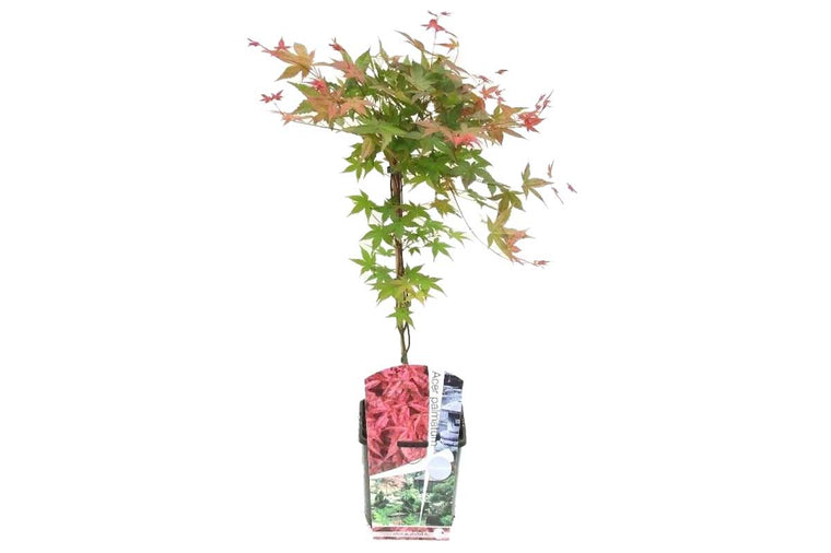 Acer 'Shin-Deshojo'® 19cm