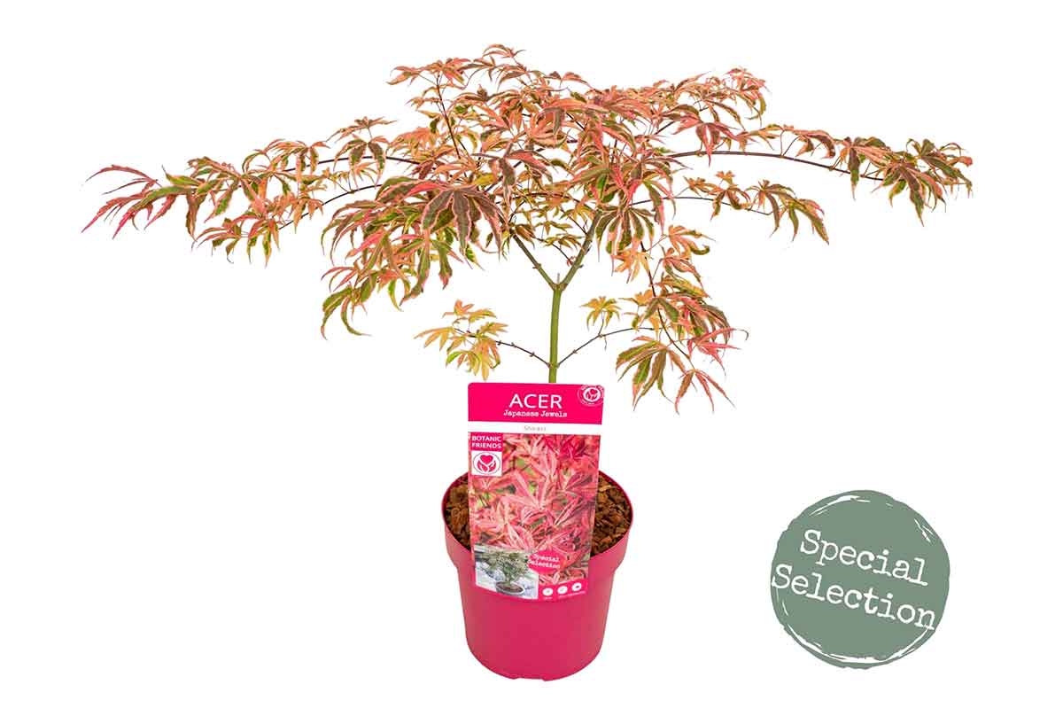 Acer 'Shirazz'® 19cm