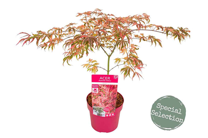 Acer 'Shirazz'® 19cm