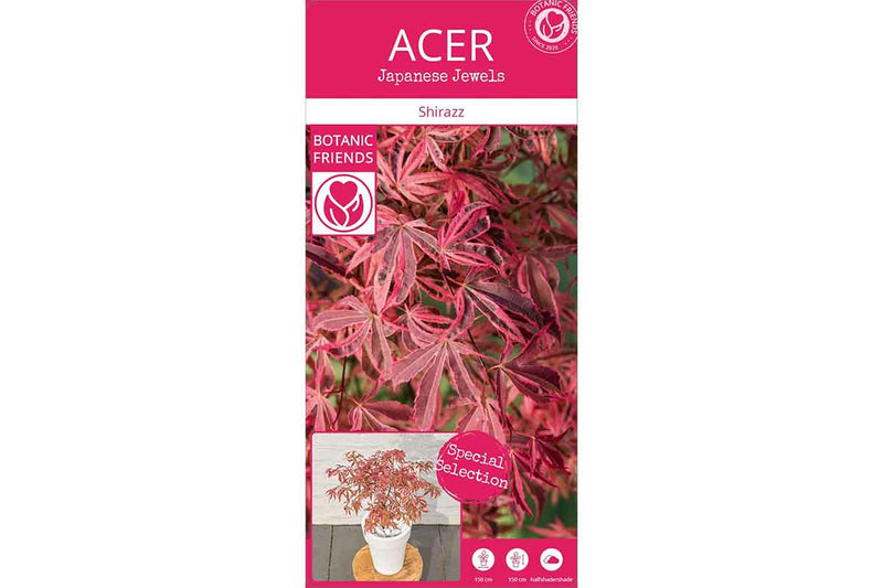 Acer 'Shirazz'® 19cm