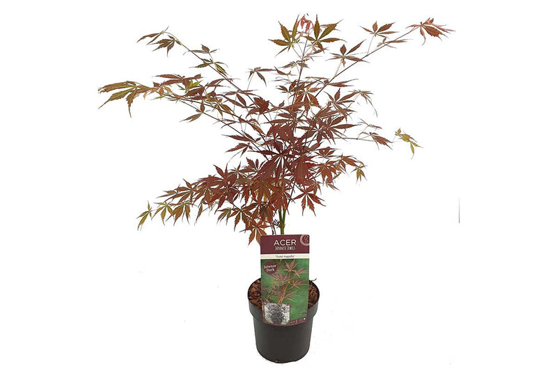 Acer 'sumi nagashi'® 19cm