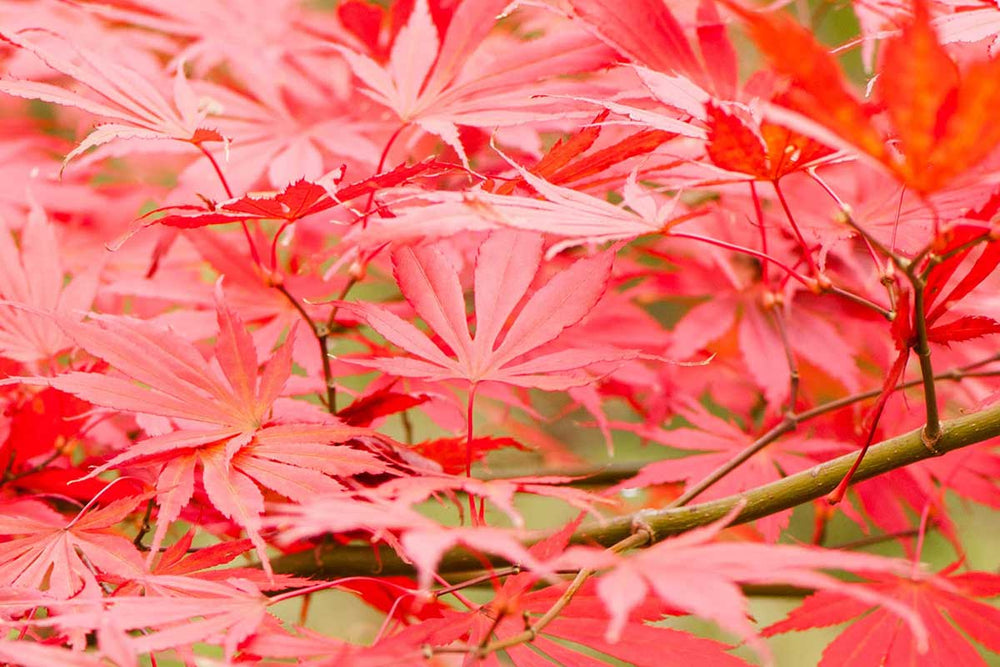 
                  
                    Acer 'sumi nagashi'®
                  
                