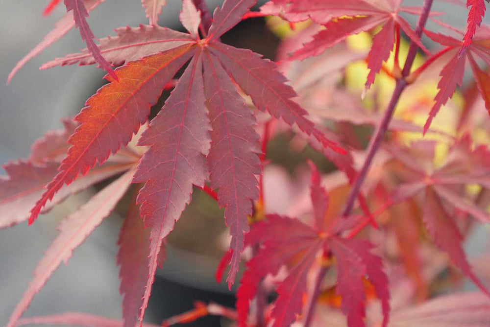 
                  
                    Acer 'sumi nagashi'®
                  
                