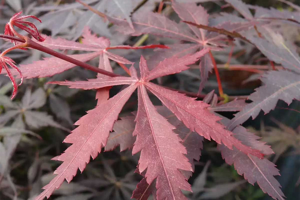 
                  
                    Acer 'sumi nagashi'®
                  
                