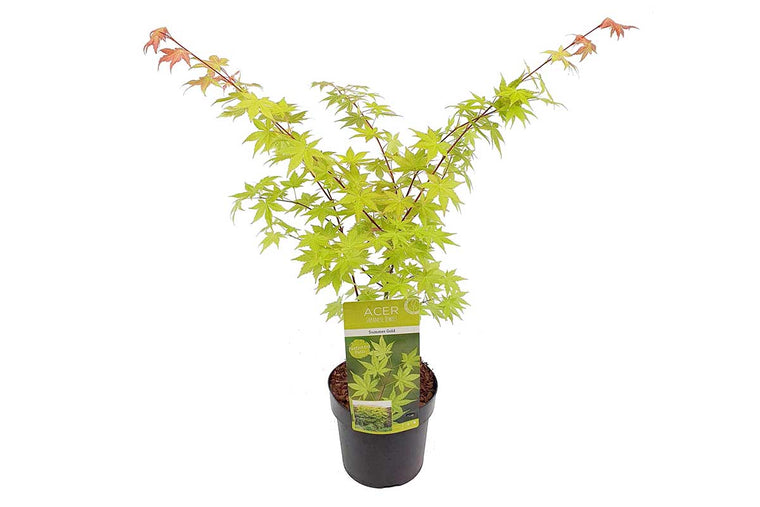 Acer 'Summer Gold'® 19cm