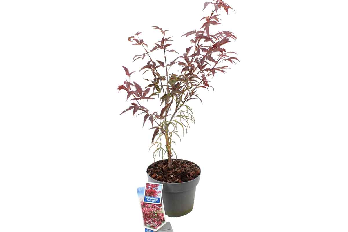 Acer 'Red Pygmy'