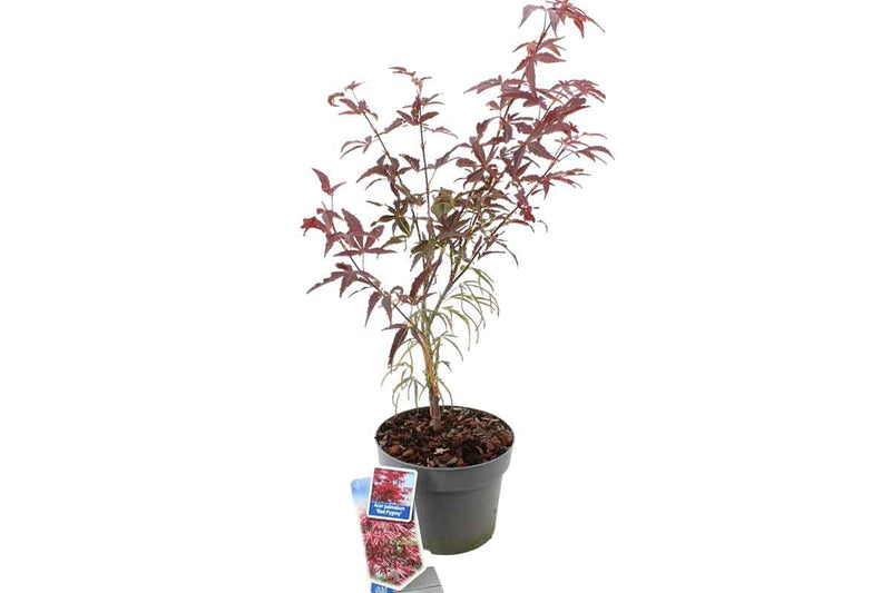 Acer 'Red Pygmy'