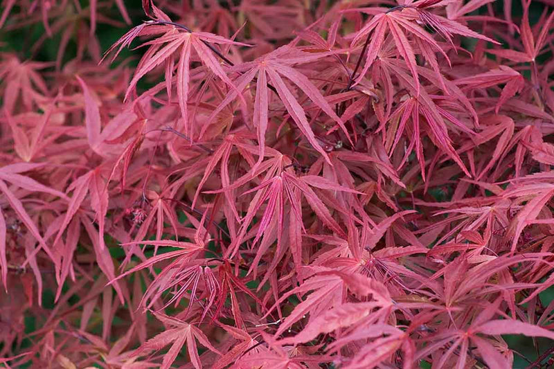 Acer 'Red Pygmy'