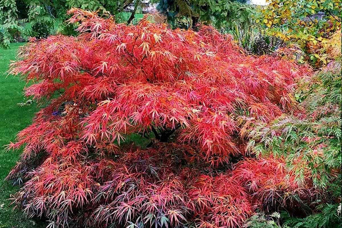 Acer 'Red Pygmy'