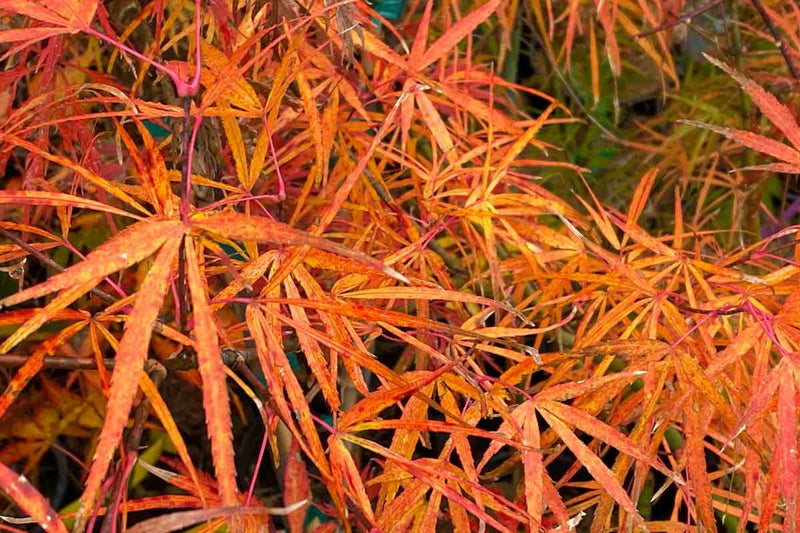 Acer 'Red Pygmy'