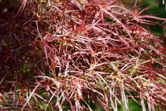 Acer 'Red Pygmy'