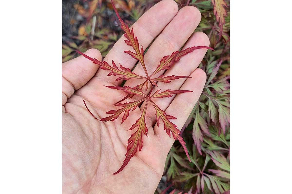 
                  
                    Acer 'Royal Garnet'® 
                  
                