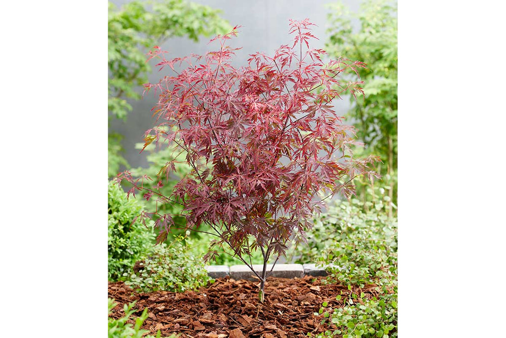 
                  
                    Acer 'Royal Garnet'® 
                  
                