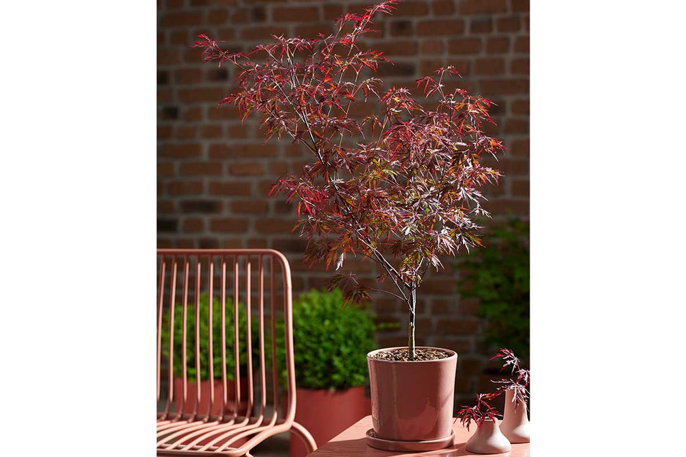 
                  
                    Acer 'Royal Garnet'® 
                  
                