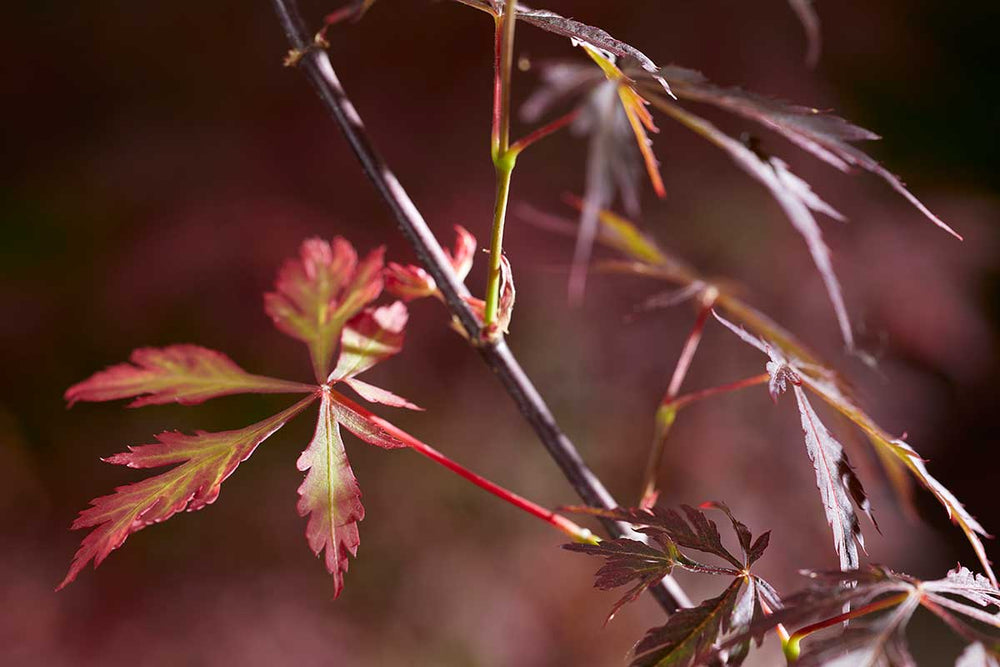 
                  
                    Acer 'Royal Garnet'® 
                  
                