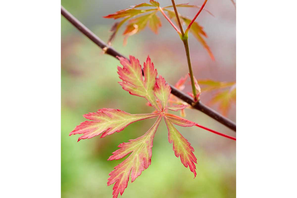 
                  
                    Acer 'Royal Garnet'® 
                  
                