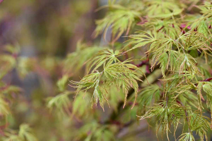 Acer palmatum 'Seiryu'® - Άτσερ