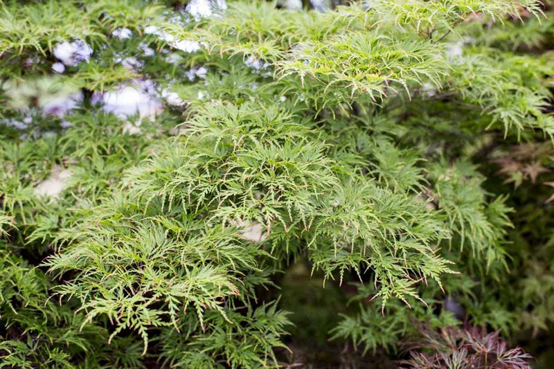 Acer palmatum 'Seiryu'® - Άτσερ