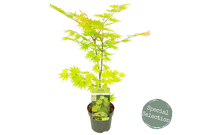 Acer 'Jordan'® 19cm