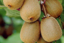
                  
                    Actinidia 'Solissimo'® 14cm
                  
                