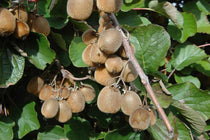 
                  
                    Actinidia 'Solissimo'® 14cm
                  
                
