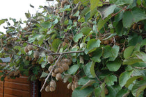 
                  
                    Actinidia 'Solissimo'® 14cm
                  
                